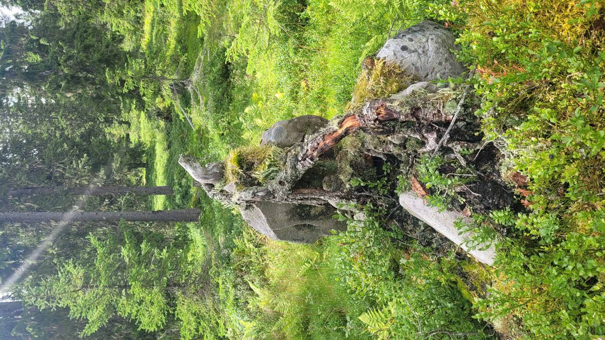 Villmarksskog i starten