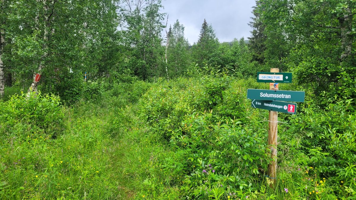 Startpunktet, gjengrodd traktorvei